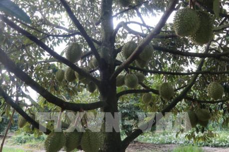 Sầu riêng vụ nghịch năng suất cao, giá giảm mạnh