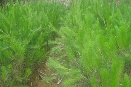 Hoàn thành trồng thông 3 lá từ sân bay Liên Khương đi Đà Lạt