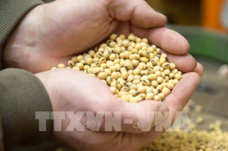 Khả năng Trung Quốc sẽ lại mua đậu tương của Mỹ