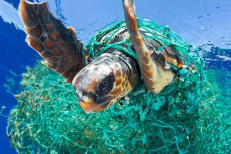 Rác thải nhựa gây thiệt hại khoảng 8 tỷ USD cho hệ sinh thái biển