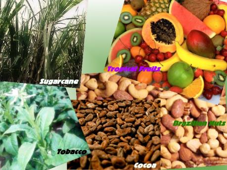 Xuất khẩu nông sản thô của Brazil sẽ vượt ngưỡng 100 tỷ USD