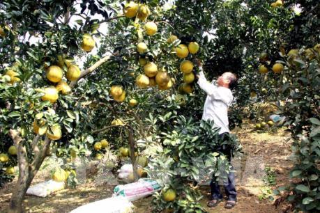 Bưởi Diễn - cây làm giàu của người dân Tuyên Quang