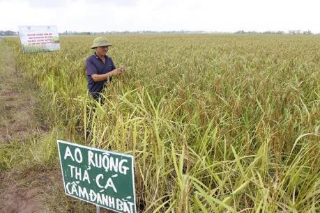 Trồng lúa đặc sản kết hợp thủy sản cho thu nhập cao 