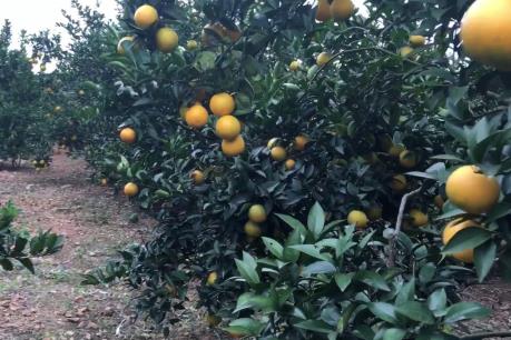 Cây có múi “lên ngôi” trên vương quốc vải thiều Lục Ngạn