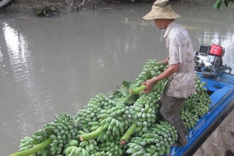 Chuối xiêm Kiên Giang lao đao vì giá rớt