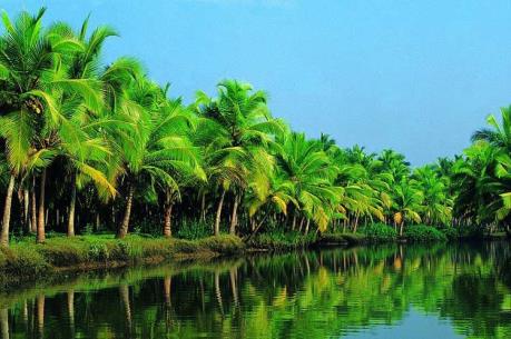 Trà Vinh khuyến khích nhà vườn trồng dừa tiêu chuẩn hữu cơ