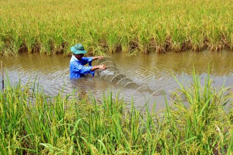 Mô hình tôm – lúa đạt chuẩn VietGAP của Cà Mau