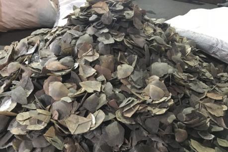 Khởi tố hình sự vụ buôn lậu 3,8 tấn vảy tê tê