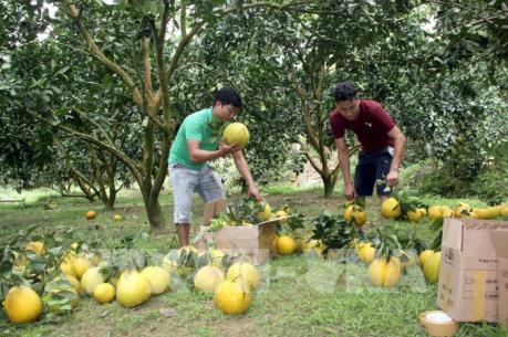 Sản xuất quy mô lớn nhờ chính sách hỗ trợ cho nông nghiệp