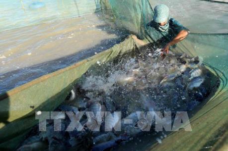 Khả năng mở rộng mô hình nuôi cá rô phi đơn tính VietGAP