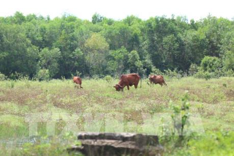 Dự án “treo” tại TP HCM: Bài 2: “Long đong” dự án Safari và khu nhà ở Đại học Quốc gia