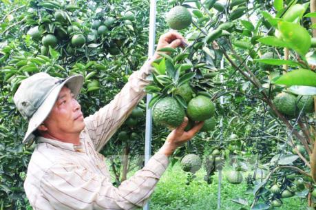 Tuần lễ giới thiệu cam, quýt đặc sản sẽ diễn ra từ 19/12 tại Hà Nội