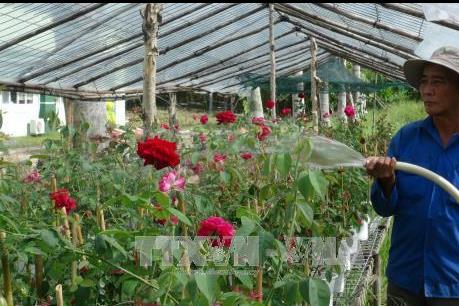 Đồng Tháp: Hơn 200 giống hoa hồng ngoại phục vụ Tết