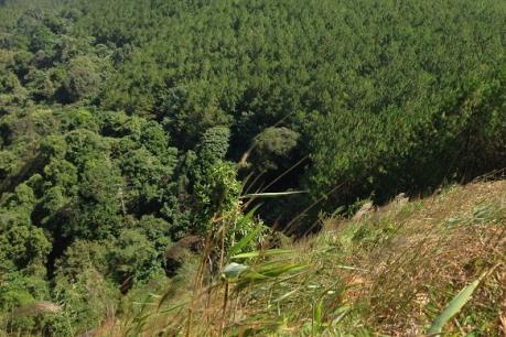 Giải tỏa cây trồng, công trình trái phép trên đất rừng nguyên liệu giấy