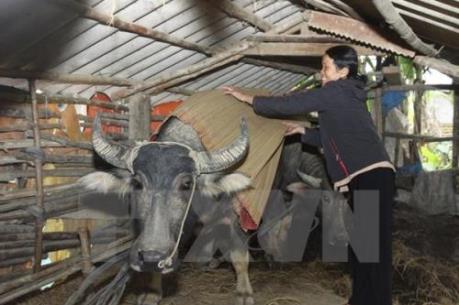 Bộ NN&PTNT: Chủ động phòng, chống đói, rét cho vật nuôi