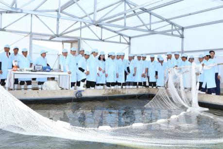 Thủ tướng thăm Khu sản xuất cá tra giống công nghệ cao tại An Giang