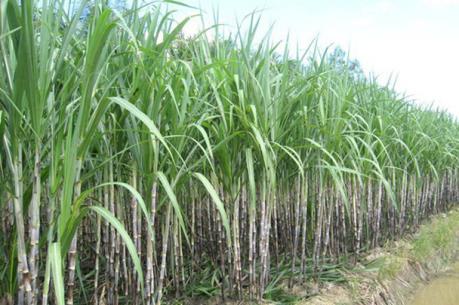 Thành Thành Công đã mua 35 triệu cổ phiếu SBT