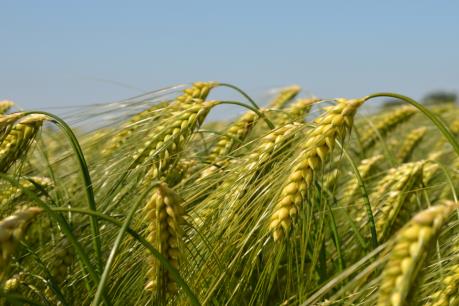 Cập nhật giá các mặt hàng nông sản Mỹ tuần qua