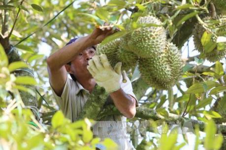 Đi tìm đầu ra bền vững cho trái cây xuất khẩu của Tiền Giang