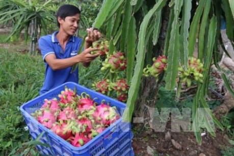 Giải pháp mới giúp trồng thanh long trái vụ tiết kiệm điện