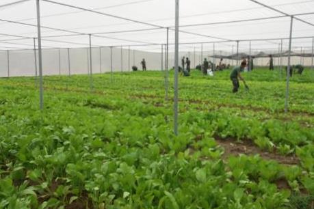 Xu hướng đầu tư nông nghiệp công nghệ cao 