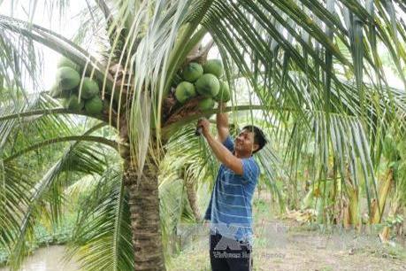 Giá dừa Bến Tre tăng gấp đôi đợt Tết Nguyên đán