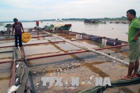 Đồng Nai: Cá lại chết bất thường trên sông La Ngà