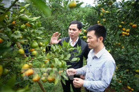 Hòa Bình phát triển thương hiệu cây đặc sản có múi