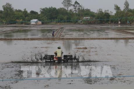 Tiền Giang đảm bảo diện tích xuống giống vụ Đông Xuân
