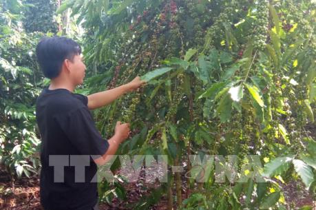 Bà Rịa-Vũng Tàu: Được mùa cà phê nhưng nông dân kém vui