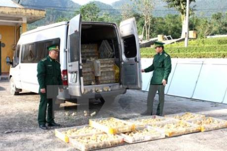 Kiểm soát vận chuyển gia cầm qua biên giới