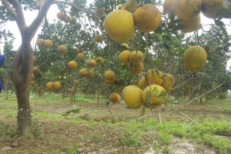 Trồng bưởi Diễn trên đồi đất xứ Thanh