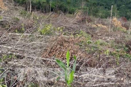 Gia Lai khởi tố vụ án hình sự về vụ phá rừng huyện Krông Pa