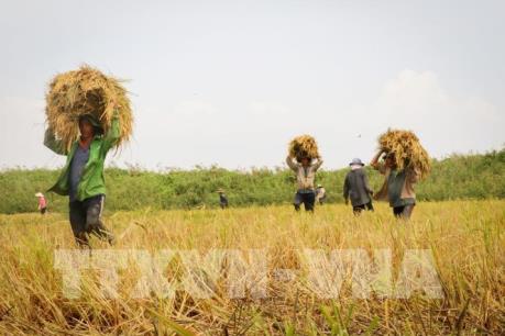 Giải quyết đầu ra ổn định cho sản xuất lúa gạo hàng hóa
