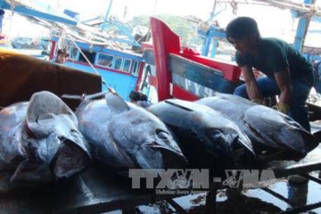 Công bố nhãn hiệu “Cá ngừ đại dương Bình Định”