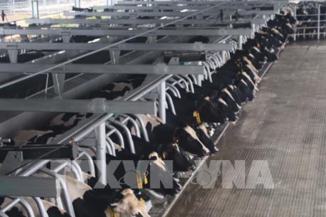 Dự án chăn nuôi 20.000 con bò sữa sẽ được triển khai tại Quảng Ninh