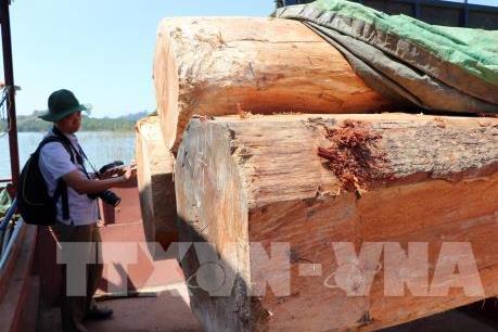 Kon Tum xử lý gần 500 vụ vi phạm Luật Bảo vệ và Phát triển rừng