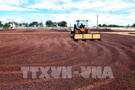 Tiêu chuẩn nào để nông sản “thông hành” quốc tế?