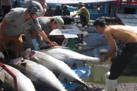 Nghề đánh bắt cá trước mối nguy biến đổi khí hậu (Phần 1)