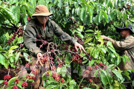 Lâm Đồng xây dựng 200 chuỗi liên kết sản xuất, tiêu thụ nông sản