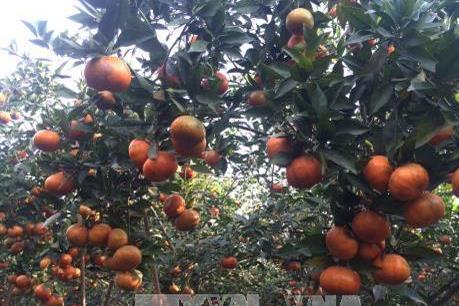 Hưng Yên: Áp dụng công nghệ nano trên cây ăn quả tăng lợi nhuận 20%