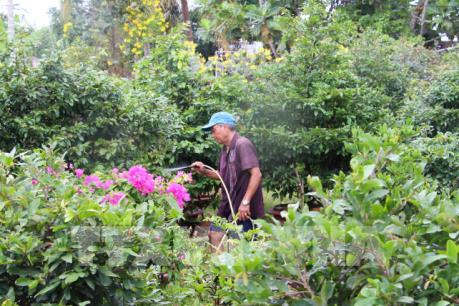 Mai vàng Tết hứa hẹn mùa bội thu