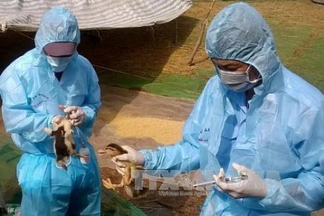 Bộ NN và PTNT: Công bố và chống dịch theo đúng quy định của Luật Thú y