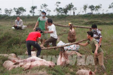 Liên tục bắt giữ hai ô tô chở 170 con lợn bị lở mồm long móng