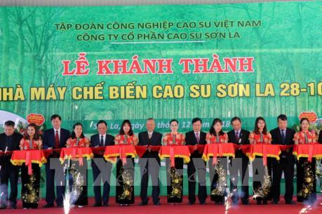 Nhà máy chế biến mủ cao su  tại Sơn La đi vào hoạt động