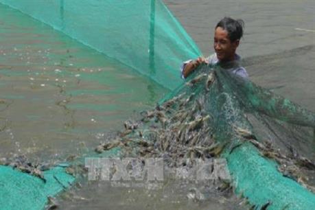 Bến Tre: Giá tôm tăng 30%, nhiều hộ nuôi trở lại
