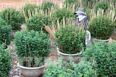 Làng hoa An Lạc đua sắc đón Tết