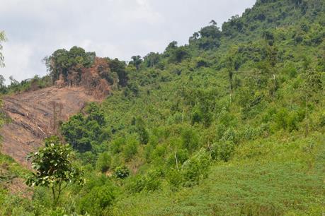 Hủy bỏ quyết định cho Công ty Lâm nghiệp Yên Thế thuê đất rừng