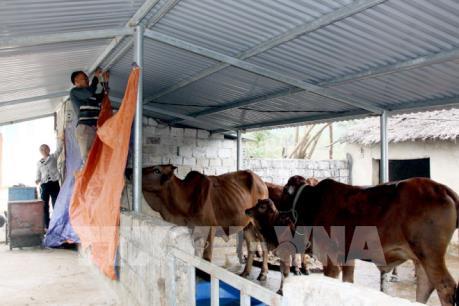 Chống đói, rét cho vật nuôi khi nhiệt độ xuống thấp