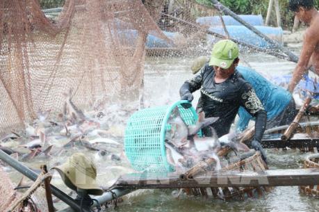 Xuất khẩu cá tra Việt Nam -  Bài 2: Bệ phóng trong năm 2019